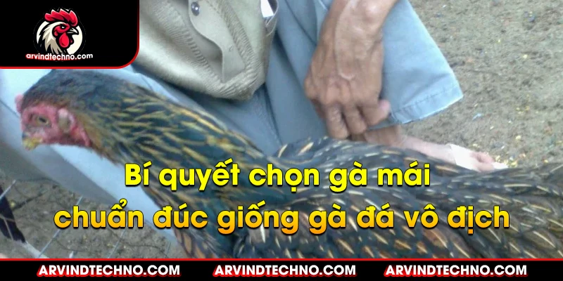 Bí quyết chọn gà mái chuẩn đúc giống gà đá vô địch