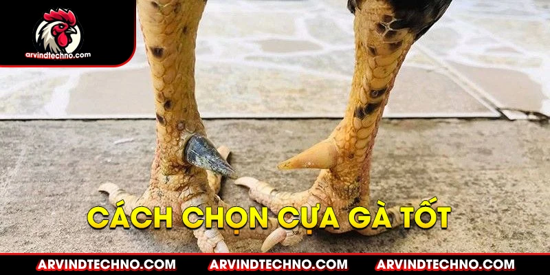 cách chọn cựa gà tốt