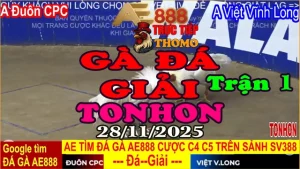 Gà Đá Giải TONHON Trận 1: A. Đuôn CPC vs A. Việt V.Long