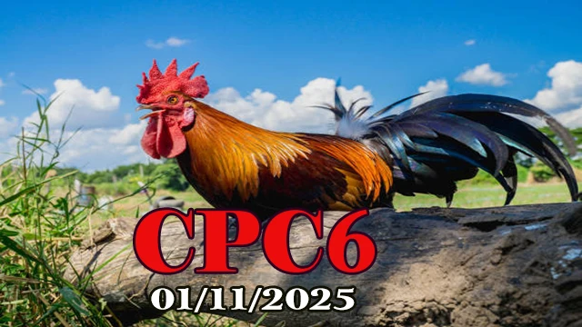 Xem Đá Gà C6 Phát Lại Hôm Nay 01/11/2025