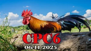 Xem full clip đá gà Thomo CPC6 hôm nay 06/11/2025 nhanh nhất