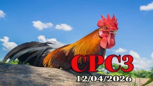 Clip Đá Gà Trực Tiếp CPC3 Ngày 12042026