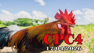 Xem clip đá gà trực tiếp CPC4 ngày 17042026