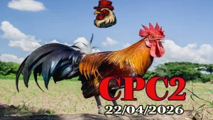 Xem clip đá gà trực tiếp Thomo CPC2 ngày 22042026